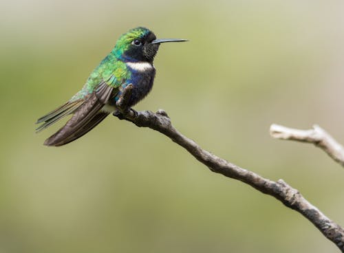 Free Close-Up Photo of a Green and Black Hummingbird Stock Photo