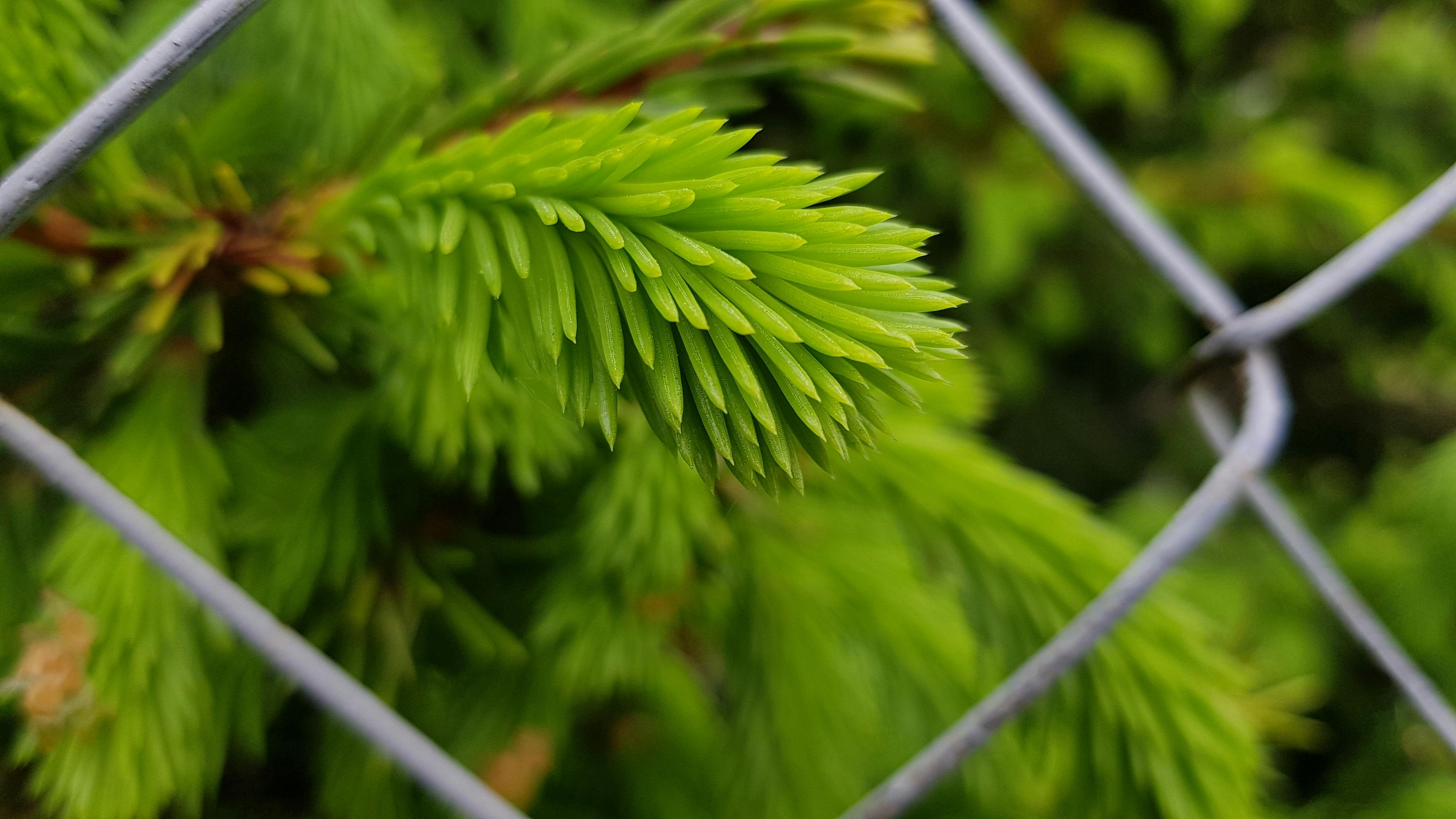 Kostenloses Foto zum Thema natue