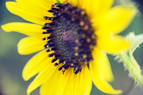 Free stock photo of flower, macro, sunflower Stock Photo