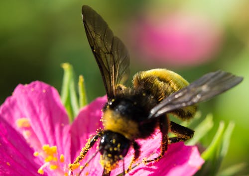 Free stock photo of bee, flower, macro Stock Photo