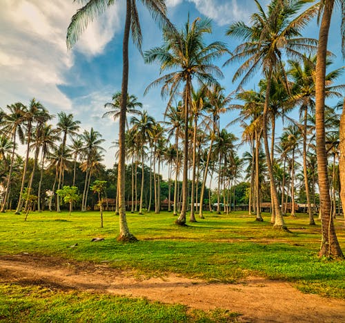 Green Coconut Trees on Green Grass Field Under Blue Sky