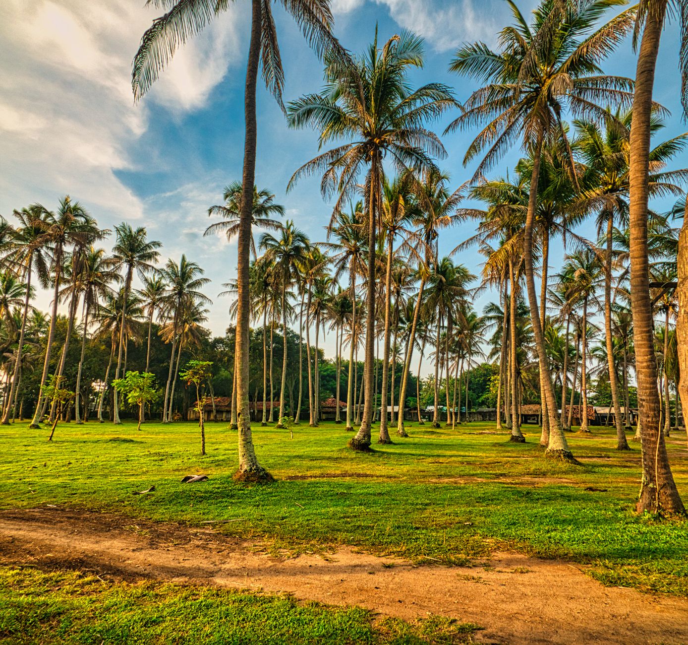 Coconut Field Green Coconut Trees on Green Grass Field Under Blue Sky · Free Stock Photo
