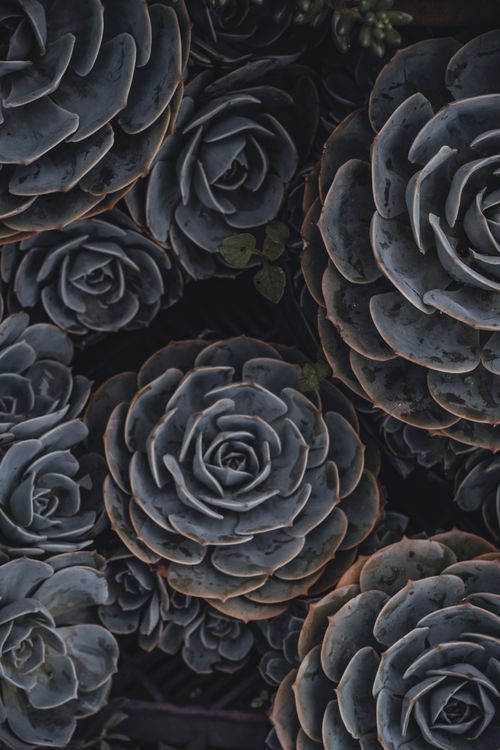 Free Artistic vertical close-up of echeveria lilacina succulents. Ideal for plant photography enthusiasts. Stock Photo