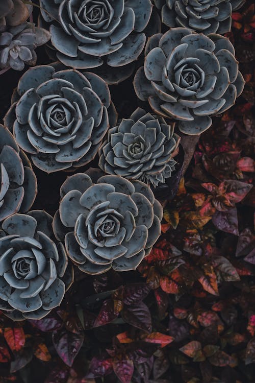 Succulent Plants Near the Red Leaves 