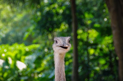 Funny ostrich with mouth opened in green forest