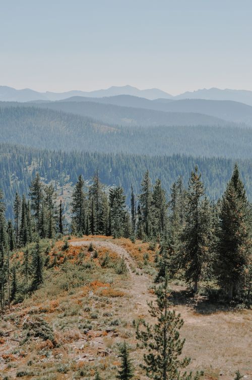 Free A stunning view of a evergreen forest and mountain range under clear skies. Stock Photo