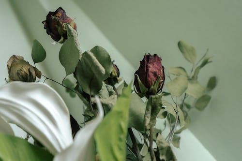 Free Low angle bunch of dried fragile roses arranged in bouquet with white flower Stock Photo