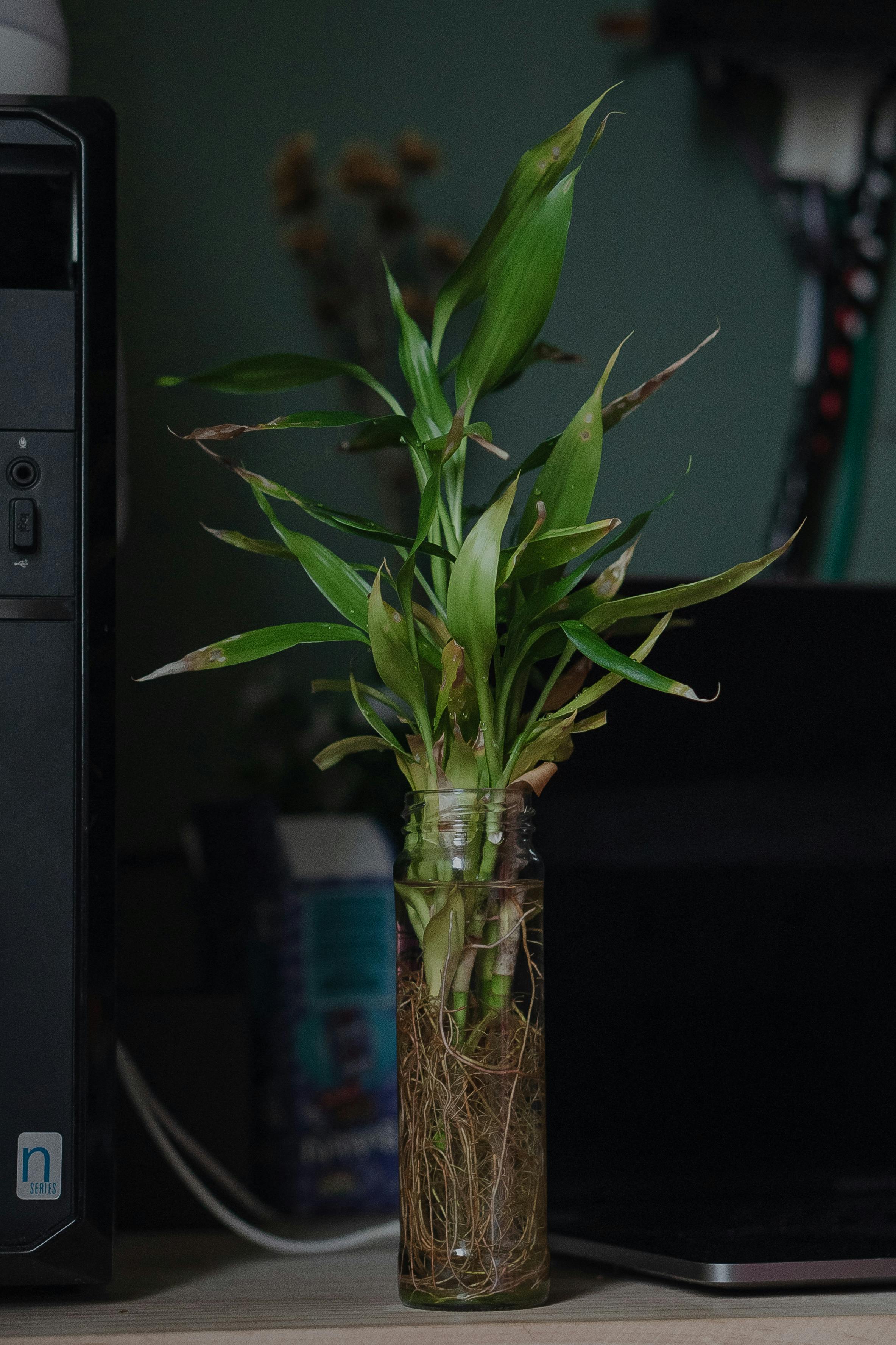 Home green plant with developed root system growing in glass vessel on computer table