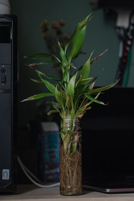 Home green plant with developed root system growing in glass vessel on computer table