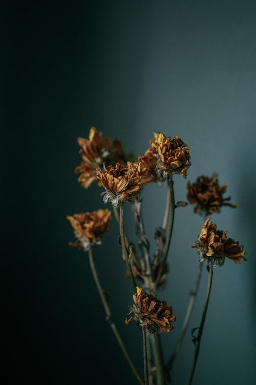 Free Decorative element in room of dried flowers on thin stems in soft light Stock Photo