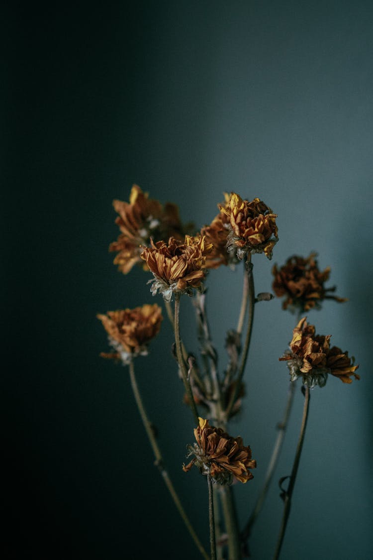 Dried Flower Stems With Delicate Petals