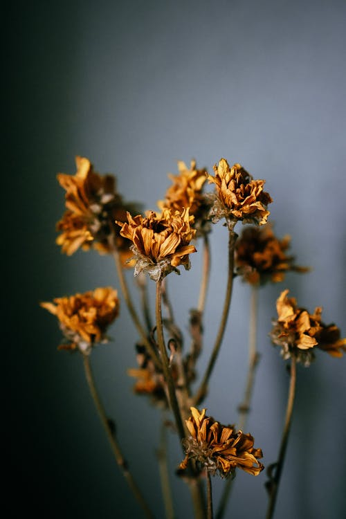 Thin twigs with yellow flowers in room