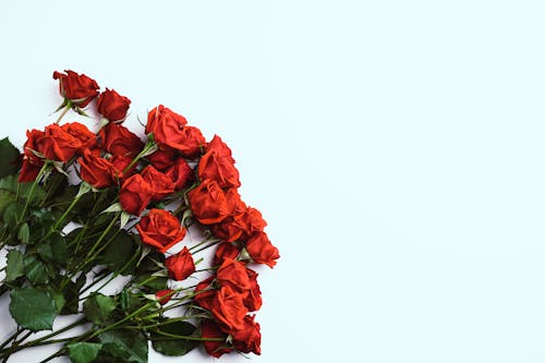 Bunch of red flowers on white surface