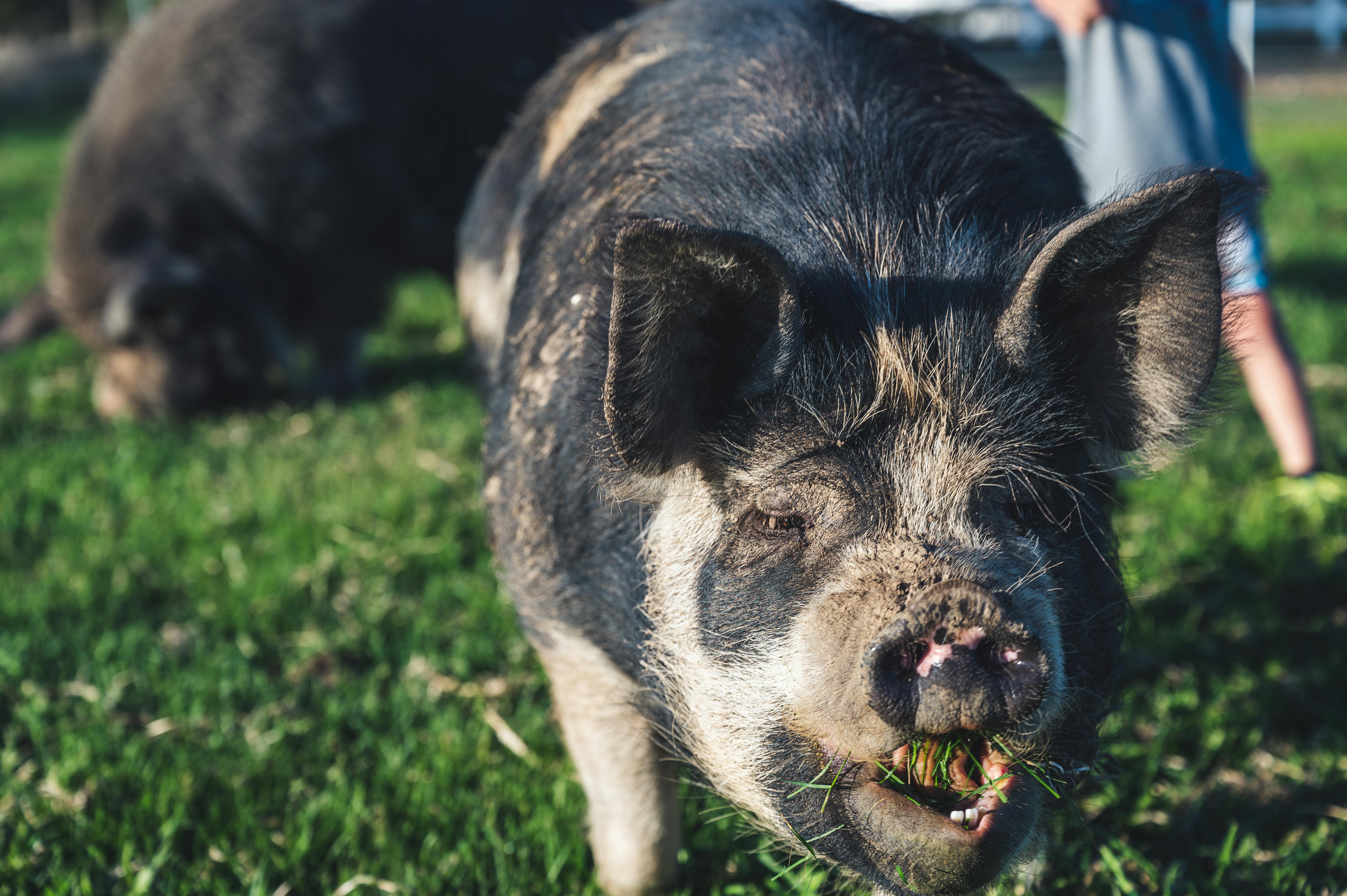 black kune kune pig eating in farmland