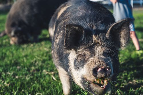 Free Muzzle of hairy black pig on grassy ground chewing grass in enclosure on farm Stock Photo