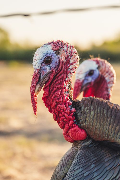 Free Side view of turkey with neck covered with pimples and puffy ability and wrinkled red head Stock Photo