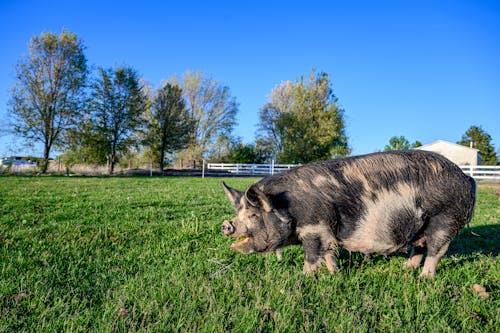 Black hairy mini pig on green grass