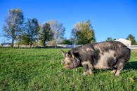 Black hairy mini pig on green grass