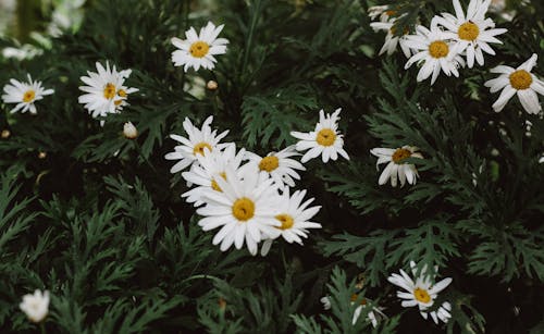 Photos gratuites de beauté de la nature, blanc, couleur