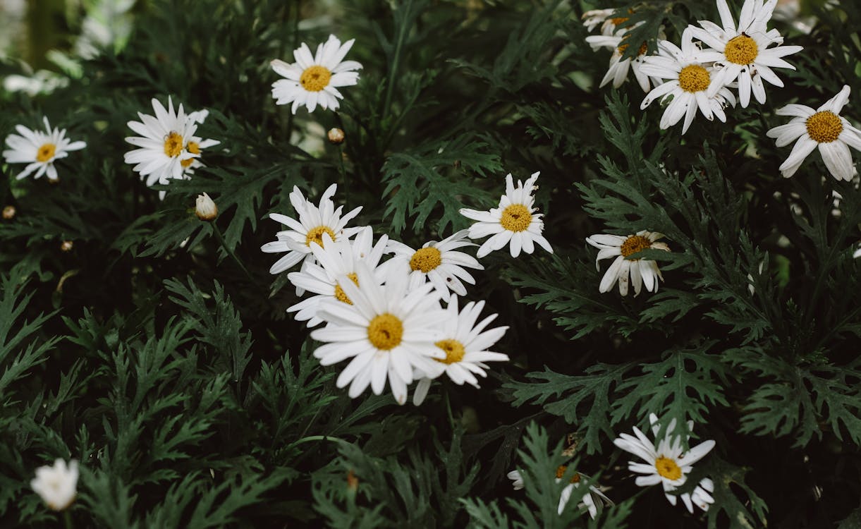 Fotos de stock gratuitas de belleza de la naturaleza, blanco, color