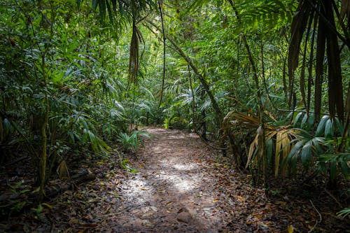 Brown Path in Between Green Trees