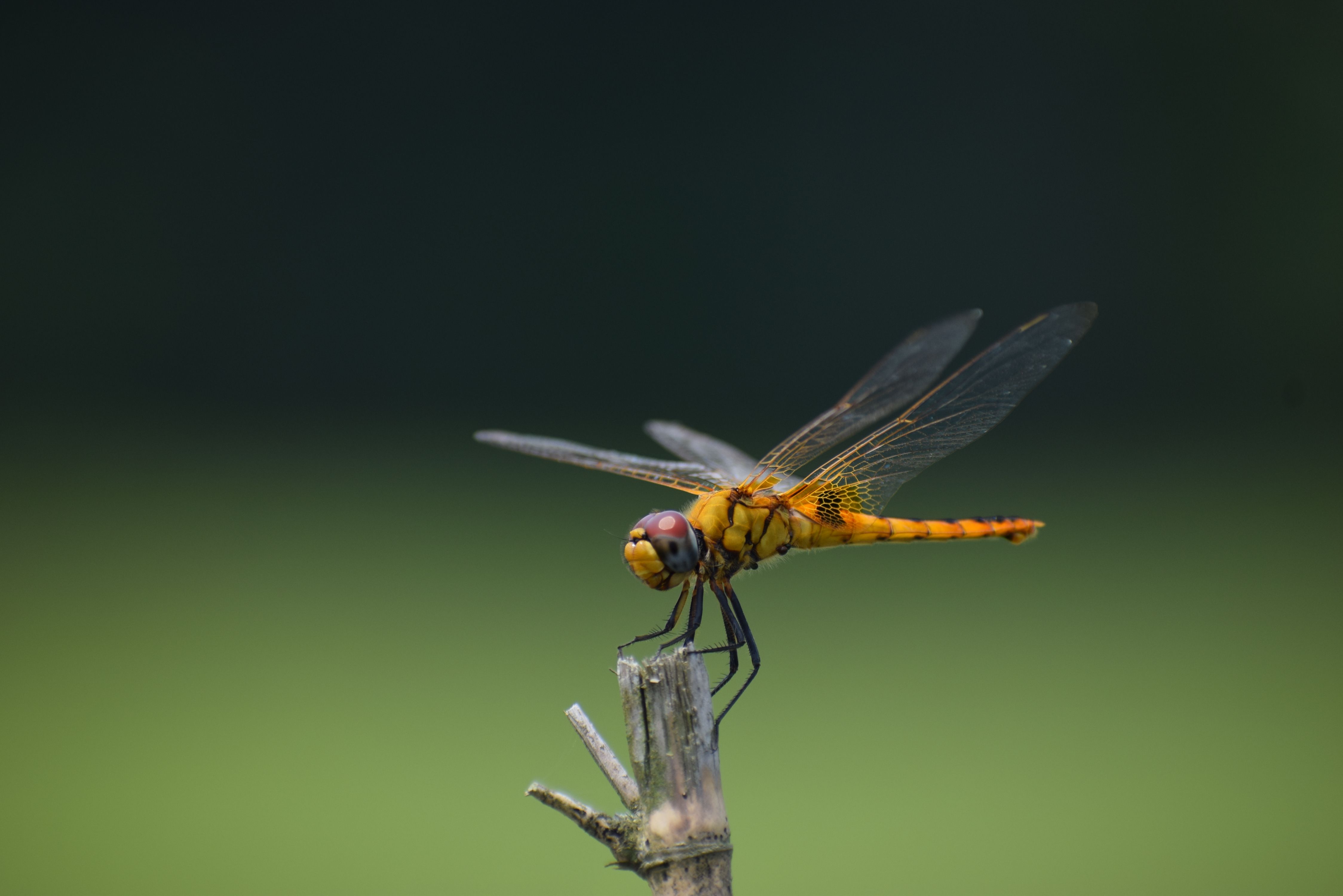 Yellow and Black Dragonfly a Wood · Free Stock Photo