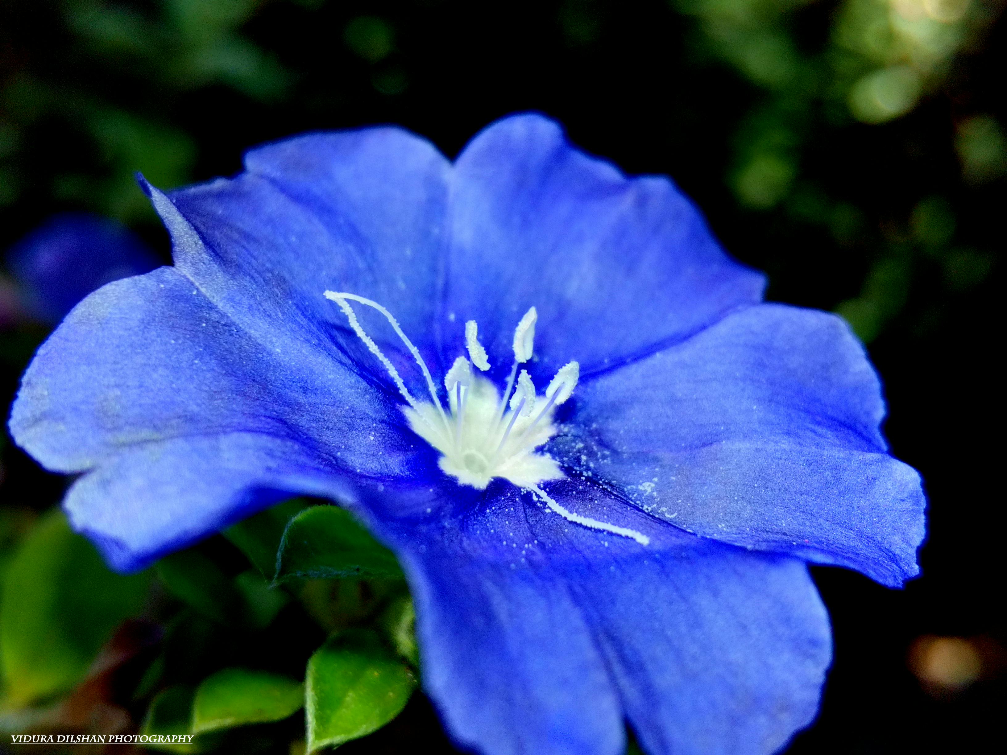 Free stock photo of #Flower #Blue #Nature #Cool #Morning