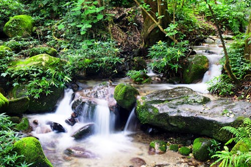 Kostenloses Stock Foto zu algen, grün, natur