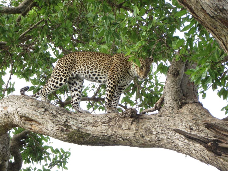 Attentive Leopard On Bough