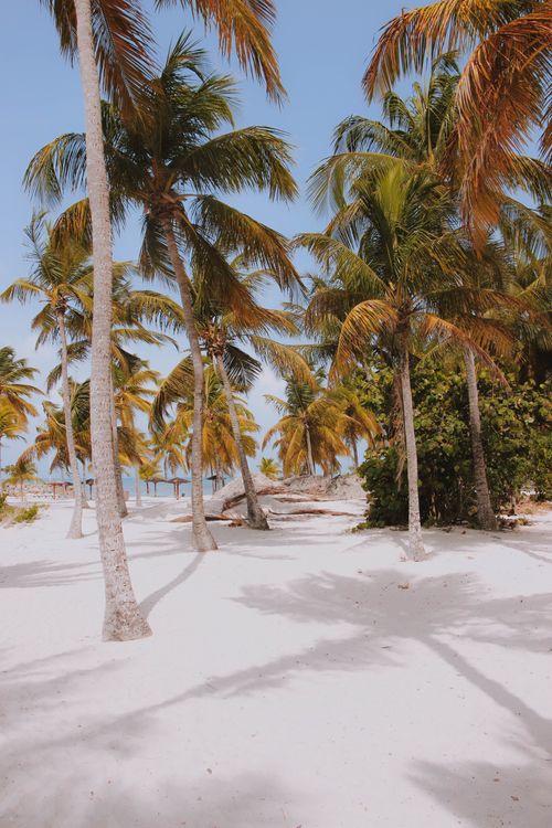 Free Scenery view of colorful palm trees on thin trunks growing on sandy beach under cloudless sky in autumn Stock Photo