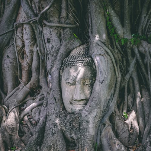 Immagine gratuita di albero, antico, armonia