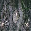 Head of Buddha among dry tree roots in Ayutthaya