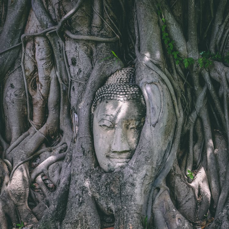 Head Of Buddha Among Dry Tree Roots In Ayutthaya