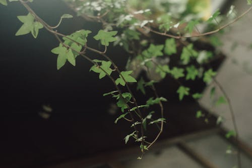 A Growing Common Ivy Plant 