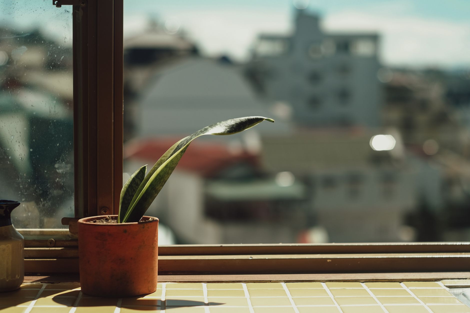Close-up of a Sansevieria plant in sunlight by a window with urban background.