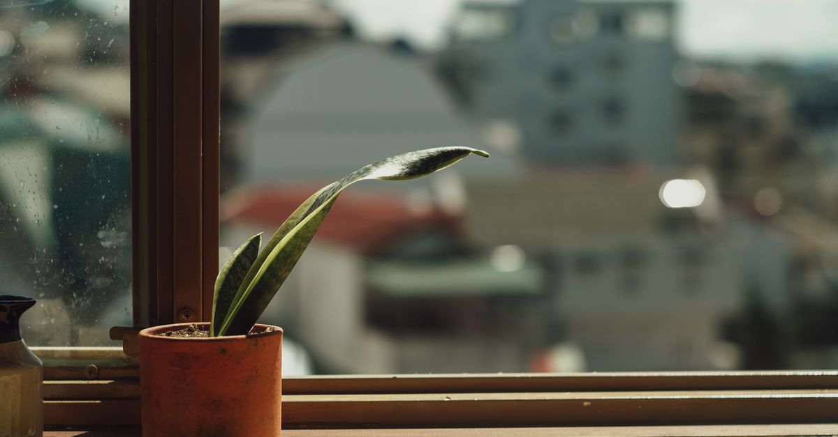 Close-up de uma planta Sansevieria ao sol perto de uma janela com fundo urbano.