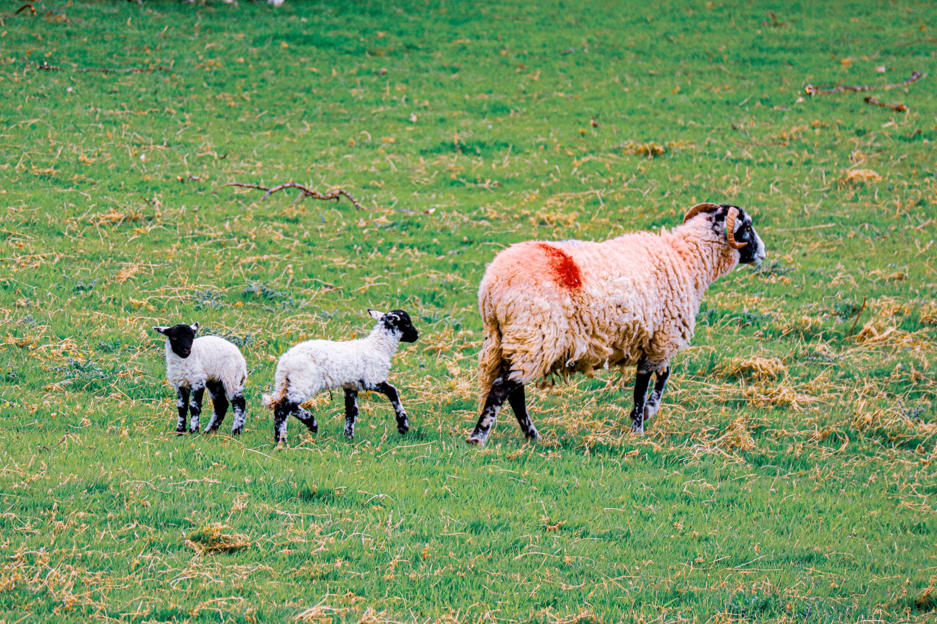 Portrait of a sheep at a veterinary clinic
