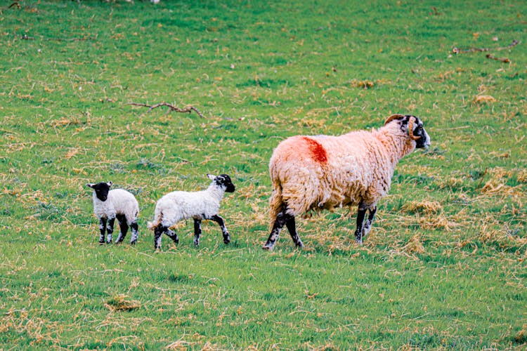 Sheeps On Meadow