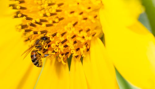 Безкоштовне стокове фото на тему «Бджола, впритул, жовтий» стокове фото
