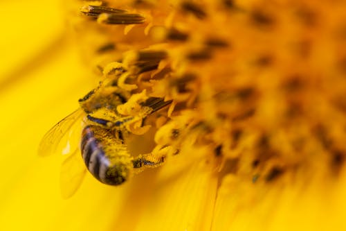 Close-Up Shot of Bee on Yellow Flower