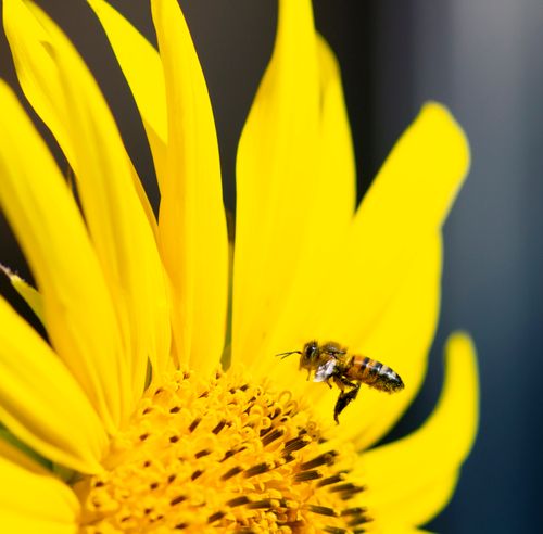 Free Macro shot of a honeybee collecting pollen from a vibrant yellow sunflower. Stock Photo