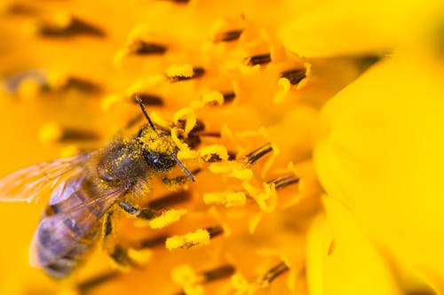 Безкоштовне стокове фото на тему «Бджола, Вибірковий фокус, впритул» стокове фото