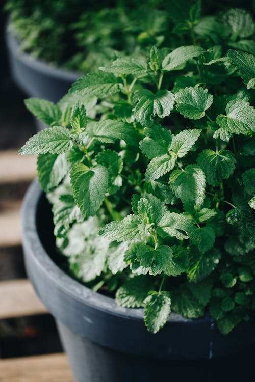 Green Plant on Black Pot