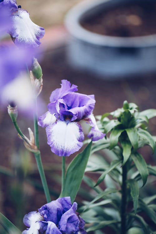 Foto stok gratis alam, bunga ungu, bunga-bunga