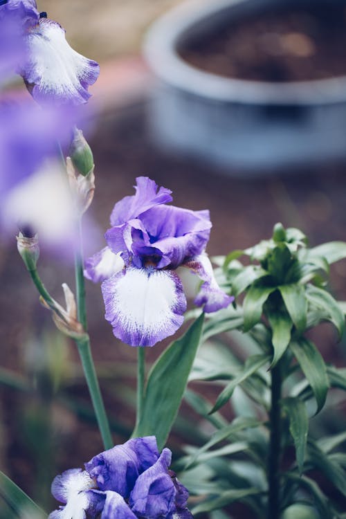 Close up of Purple Flowers