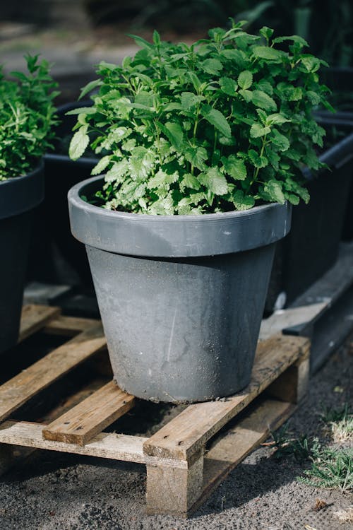 A Close-Up Shot of a Plant with Green Leaves in a Gray Pot