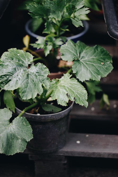 Close-Up Shot of Green Plant on Black Pot