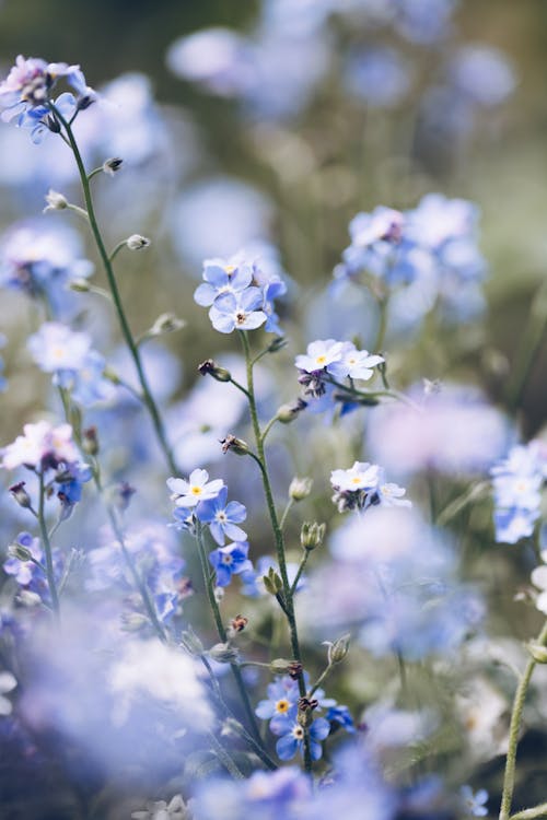 Close up of Blue Flowers