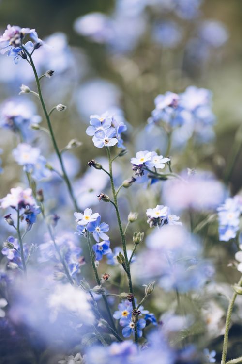 Free Close-up of delicate blue forget-me-not flowers in a serene natural setting. Stock Photo