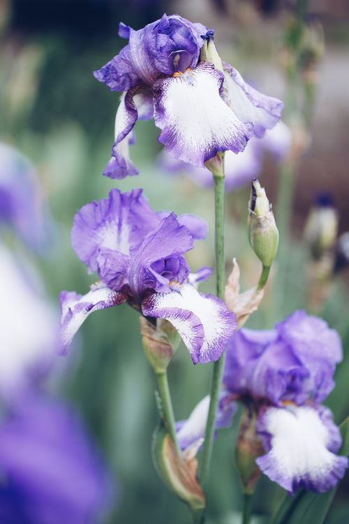 Free A stunning close-up of vibrant purple iris flowers in full bloom, showcasing intricate petal details. Stock Photo